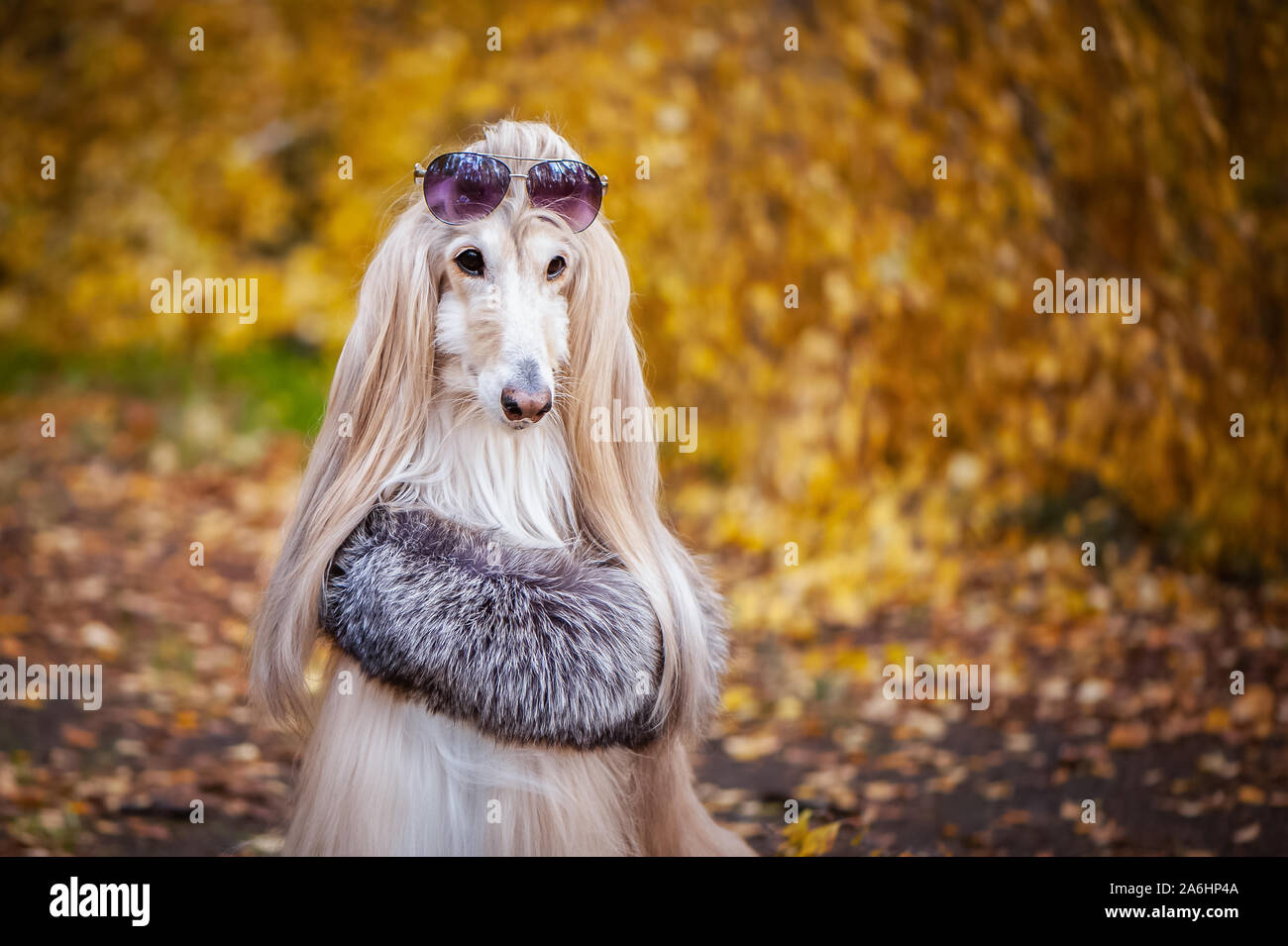 Elegante, modische Hund, Afghan Hound in einem Fell Manto und Sonnenbrille  vor dem Hintergrund der Herbst Wald. Pet-Shopping Konzept für Hunde  Stockfotografie - Alamy