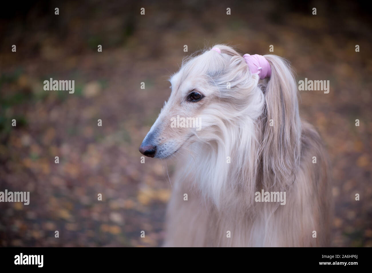 Hund, wunderschöne Afghanischen Windhund mit original fitness Frisur, vor dem Hintergrund der Herbst Wald, Platz für Text Stockfoto