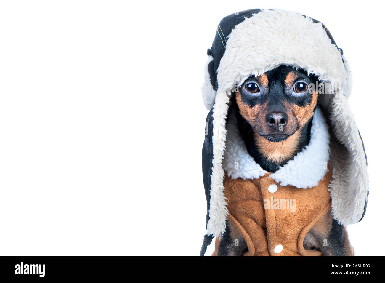 Hund im Winter Kleidung isoliert, Platz für Text. Dass Terrier in einen Hut mit einer Pelzmütze und einem schaffell Fell. Winter Theme, kalt, hund kleidung, Weihnachten Stockfoto