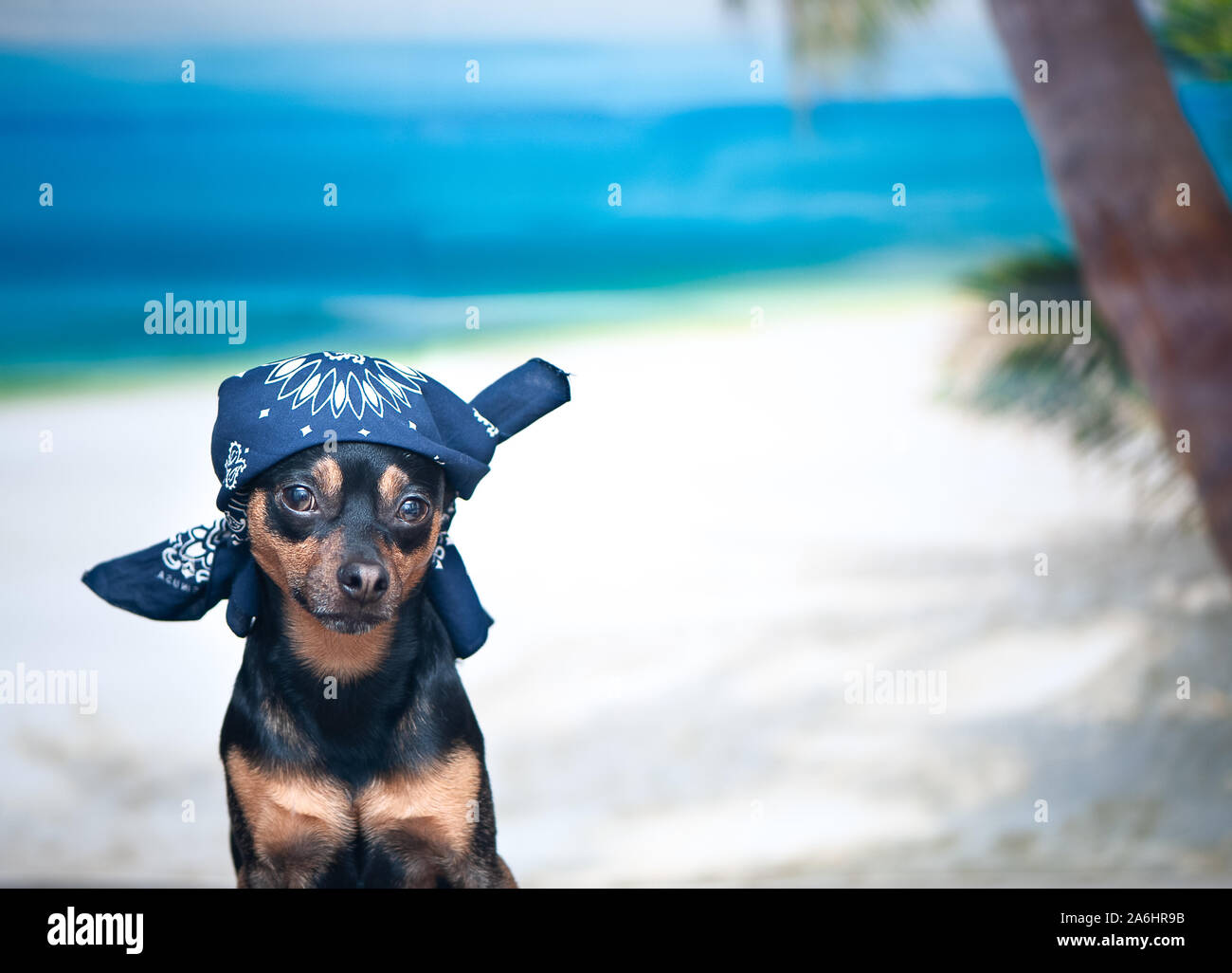 Hund in einem Bandana am Strand, das Konzept eines Urlaubs, ich will in den Urlaub zu gehen. Dass terrier auf See. Platz für Text Stockfoto