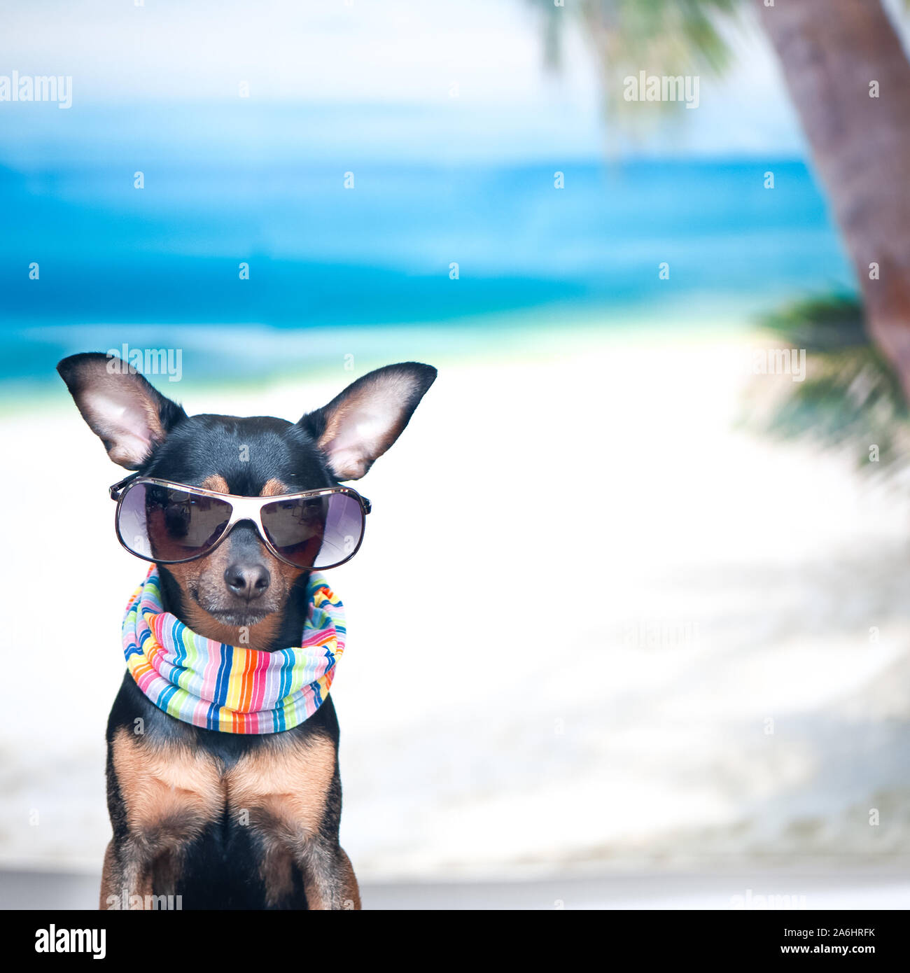 Hund in einem bandana und Gläser auf den Strand, das Konzept der Erholung, ich will in den Urlaub zu gehen. Stilvolle Toy Terrier auf See. Platz für Text Stockfoto