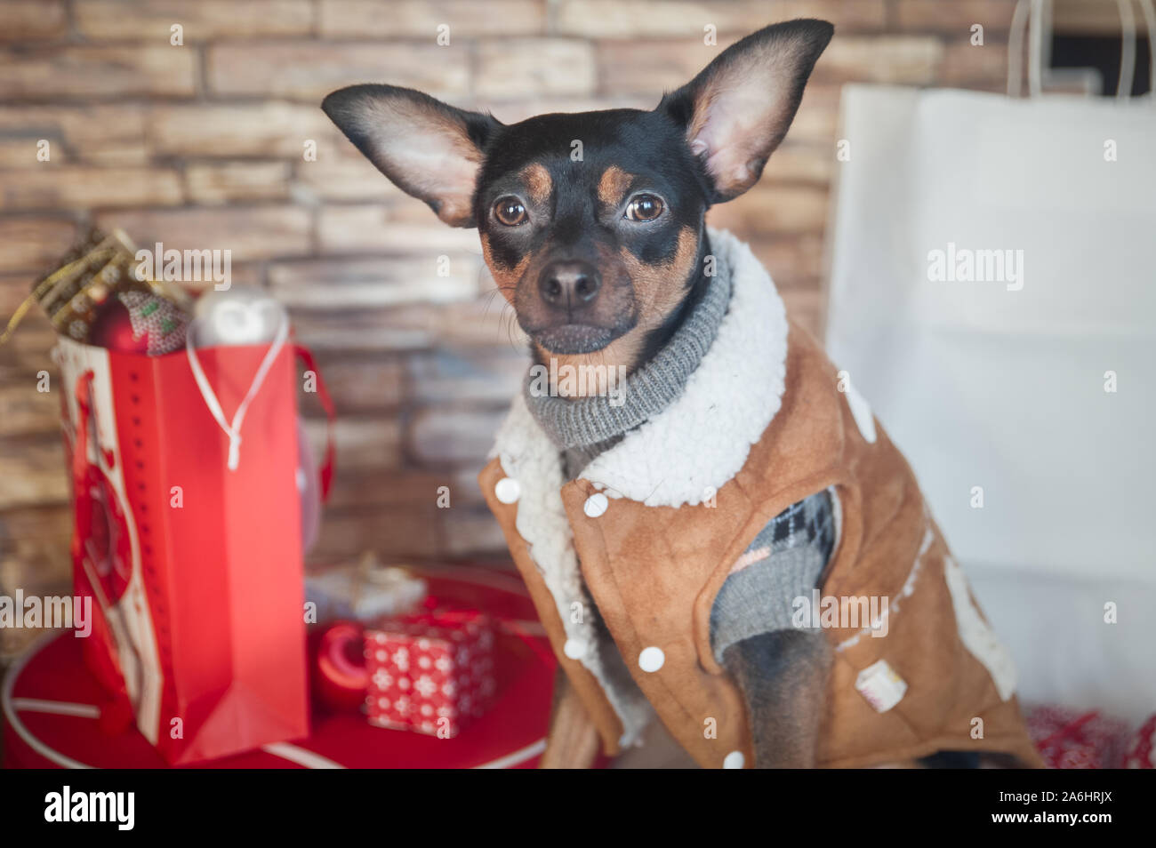 Kleiner Hund, stilvoll gekleidet, in einem schaffell Fell und einen Pullover sitzt unter Käufe des Neuen Jahres Stockfoto