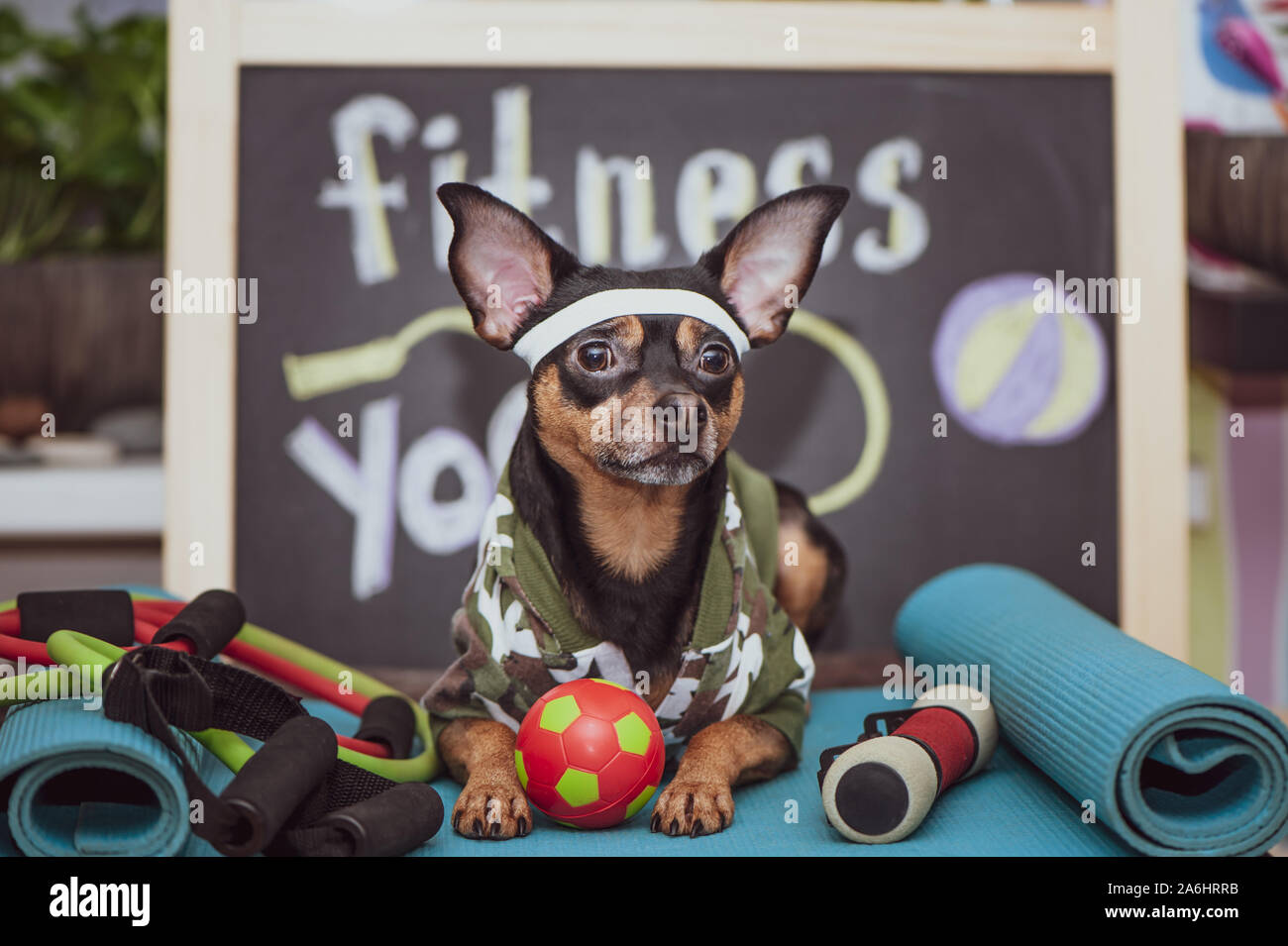 Zug-Konzept. Tranned athletischer Hund Übungen in der Turnhalle. Fitness und Sport Motivation Stockfoto