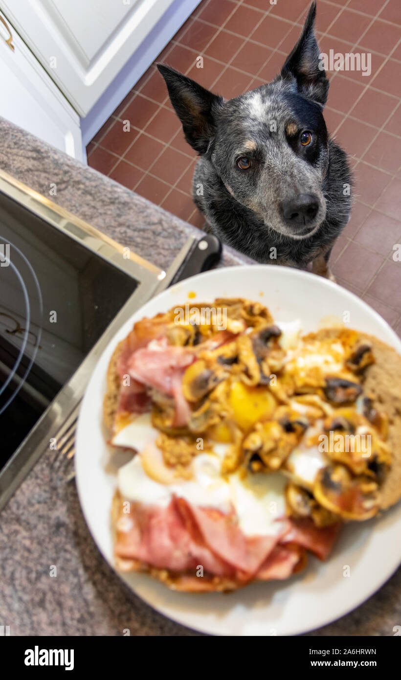 Hund suchen auf Platte von Lebensmitteln am Küchentisch top Stockfoto