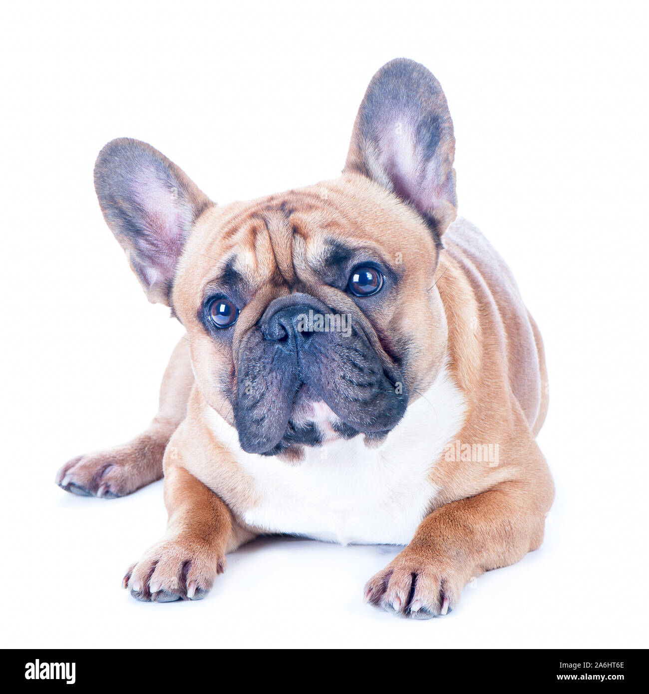 Hund, schöne Französische Bulldogge, Redhead, isolierte perfekt auf weißem Hintergrund. Hoher Standard der Rasse. Hund steht Stockfoto