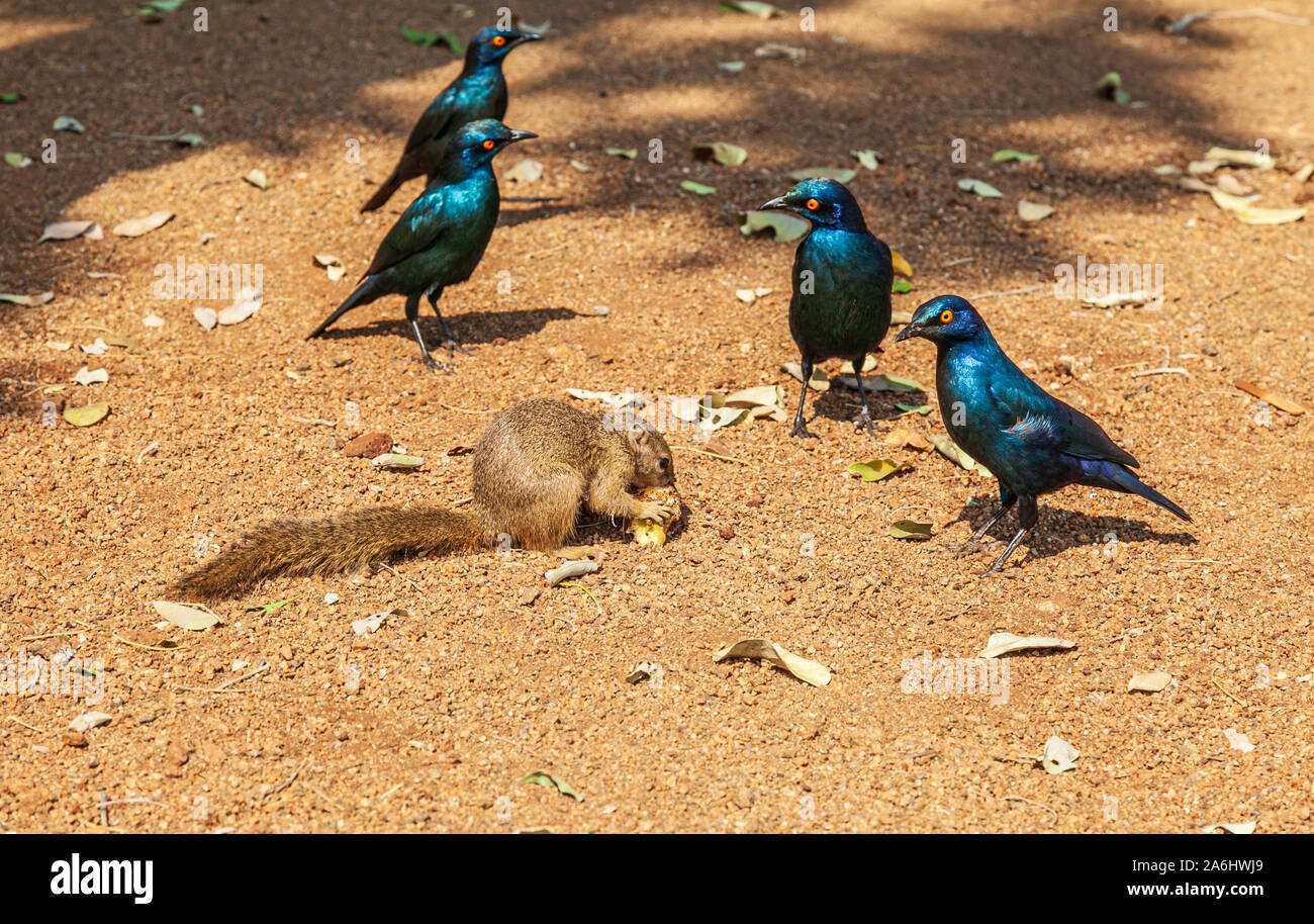 Eichhörnchen (Sciurus vulgaris) mit schwarzen Vögel, Südafrika Stockfoto