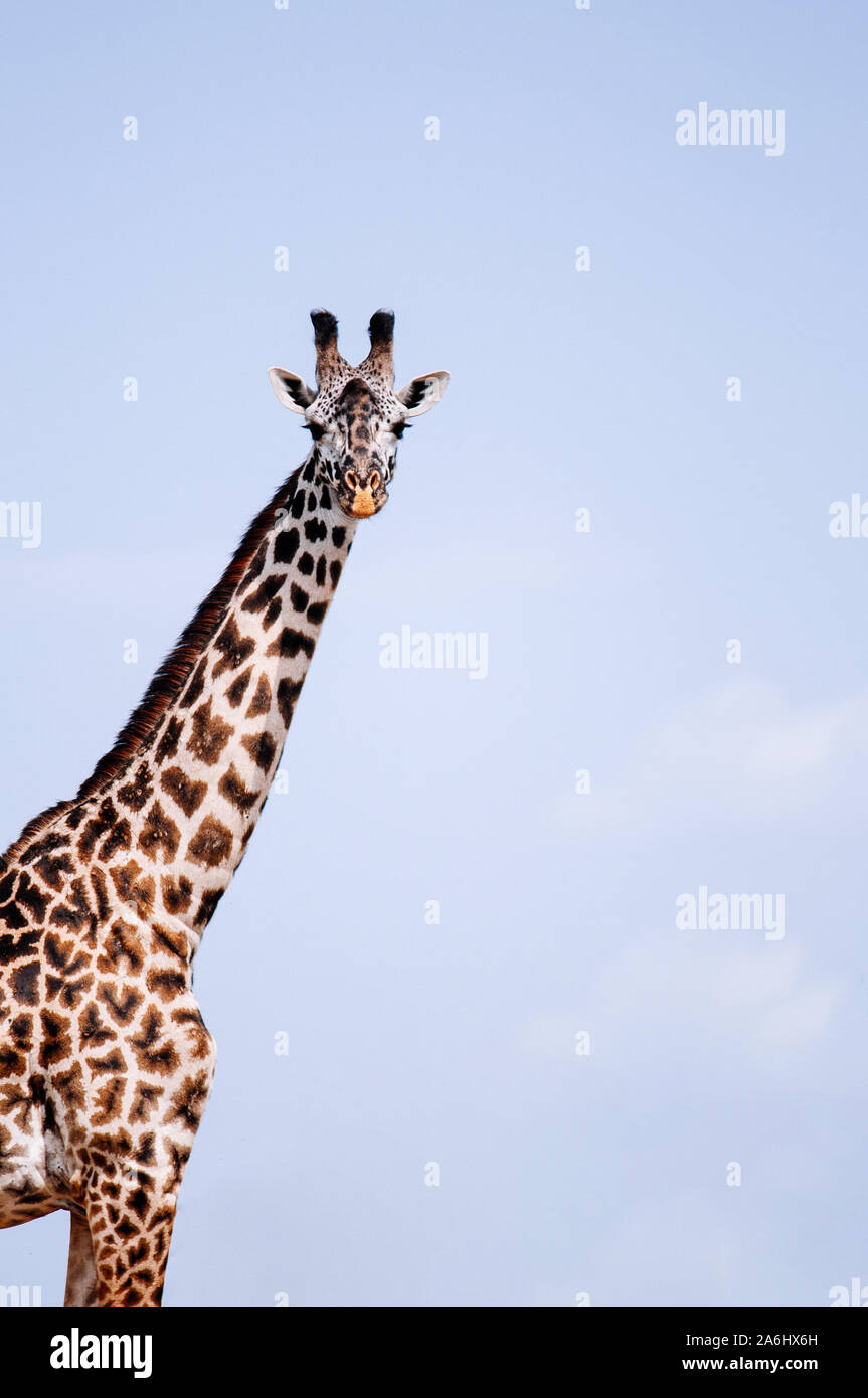 Giraffe Kopf geschossen in der Serengeti Savanna Wald gegen Sky-afrikanischen Tanzania Wildlife Safari Reise während der großen Migration Stockfoto