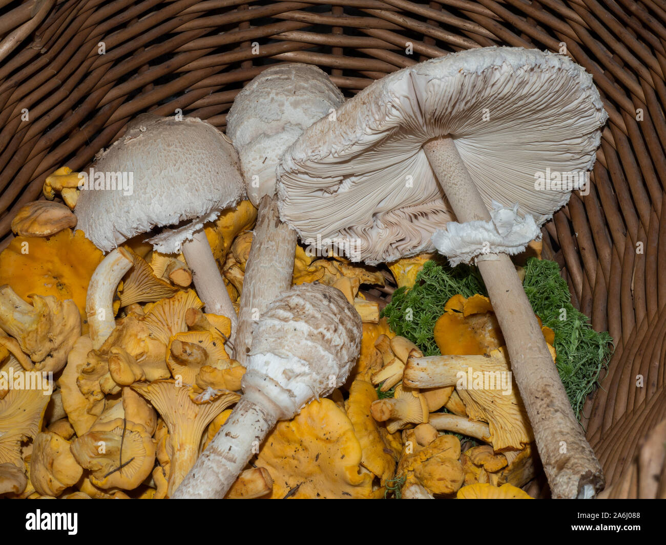 Parasal gesammelt und Eierschwammerl in einem Korb Stockfoto