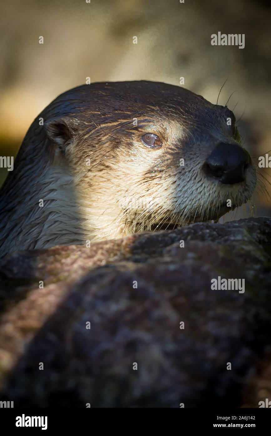 North American River Otter an Slimbridge Stockfoto