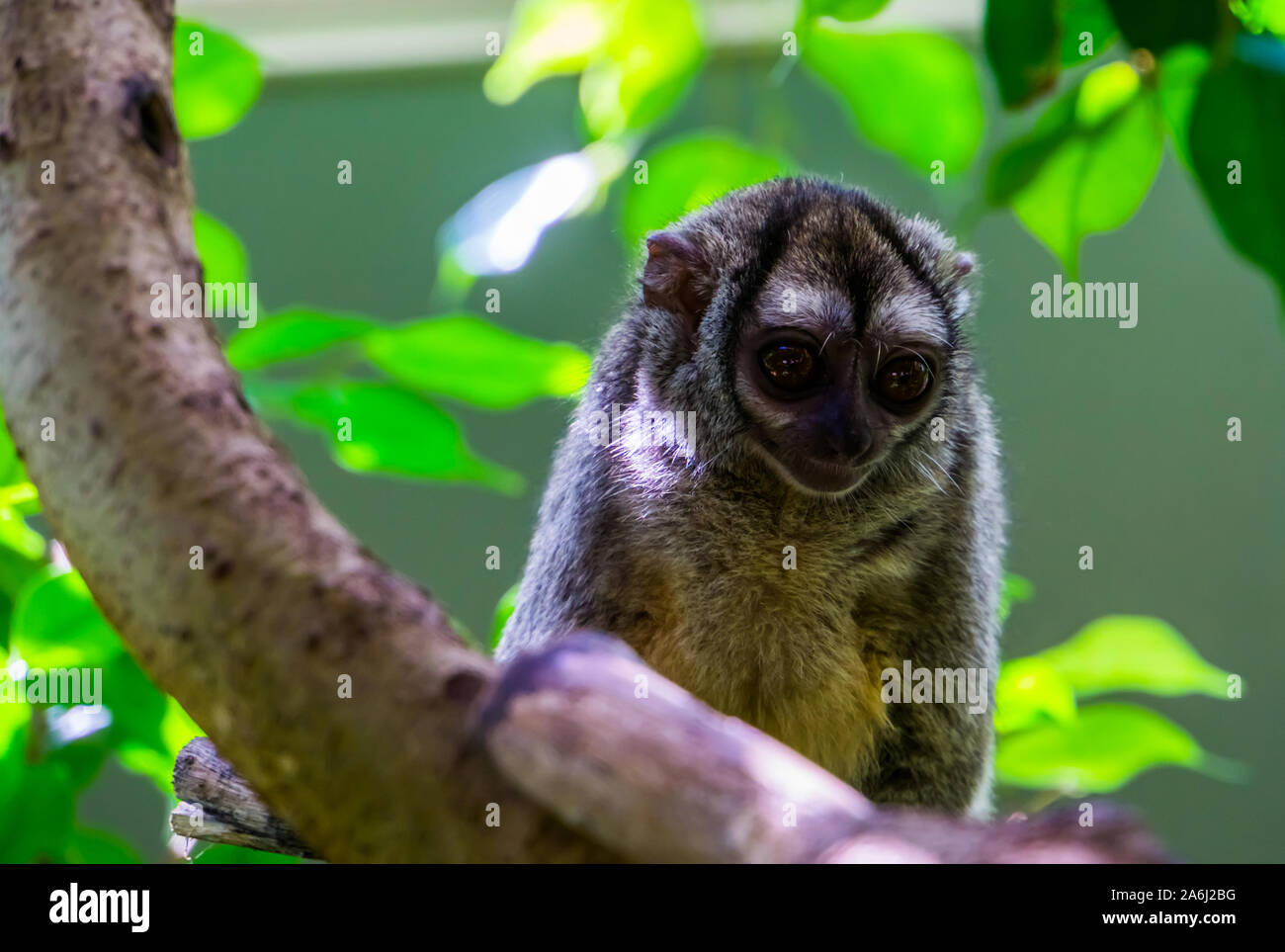 Cute Closeup Portrait von einem grauen übergeben Nacht monkey, nächtlichen Primas, gefährdete Tierart aus Südamerika Stockfoto