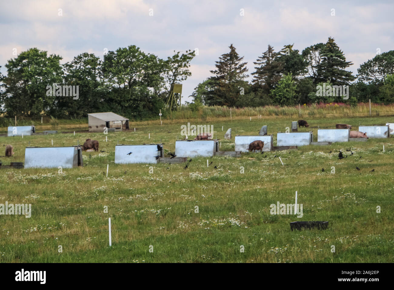 Schweine in der ökologischen Schweine im Freien Farm sind in Holstebro, Dänemark am 28. Juli 2019 © Michal Fludra/Alamy Live Nachrichten gesehen Stockfoto
