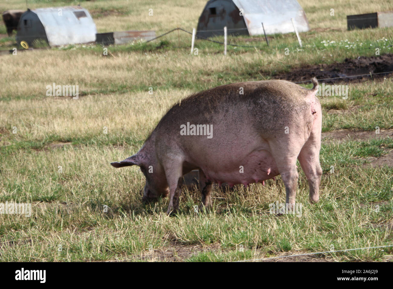 Schweine in der ökologischen Schweine im Freien Farm sind in Holstebro, Dänemark am 28. Juli 2019 © Michal Fludra/Alamy Live Nachrichten gesehen Stockfoto