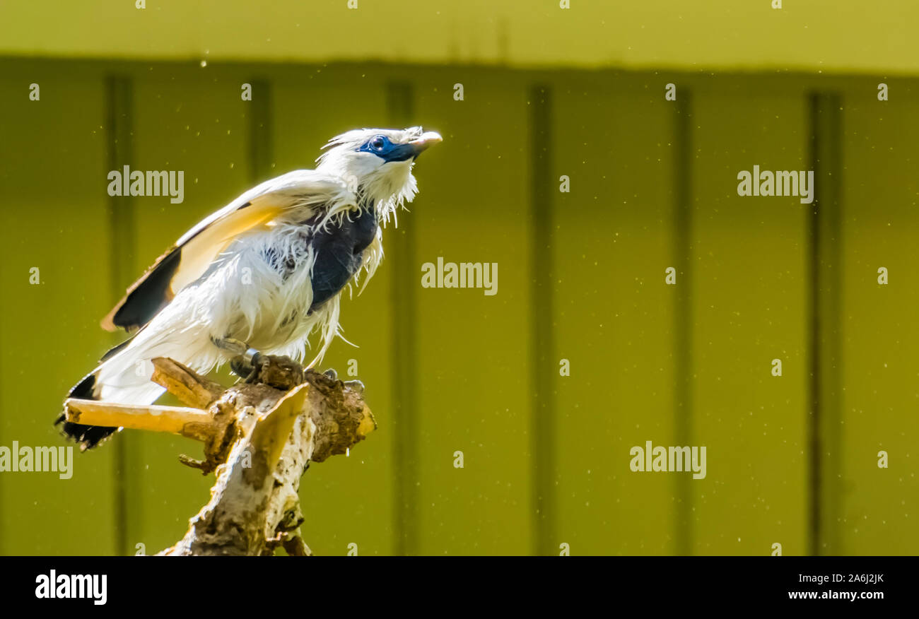Closeup Portrait einer Bali myna Starling, kritisch bedrohte Vogel specie aus Indonesien Stockfoto