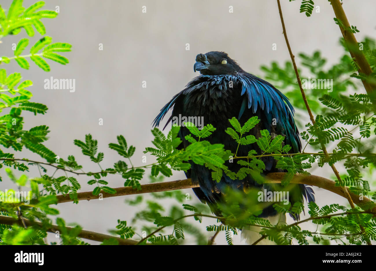 Kragentaube sitzen auf dem Baum, bunte Taube mit glänzenden Federn, in der Nähe von bedrohten Vogel specie aus Indien Stockfoto