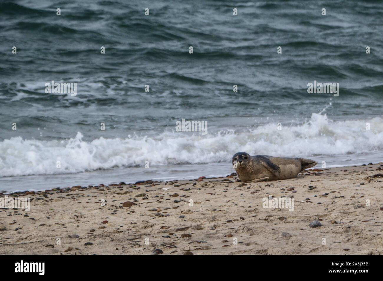 Baby Dichtung ruht an der Nordsee Strand in der Nähe von Skagens Grenen bei Skagen, Dänemark, am 28. Juli 2019 © Michal Fludra/Alamy leben Nachrichten Stockfoto