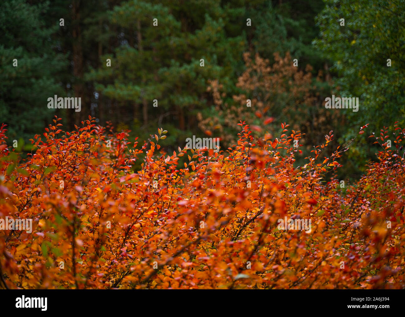 Natur Hintergrund im Herbst Wald. Red Bush in der grünen Tanne Wald Stockfoto