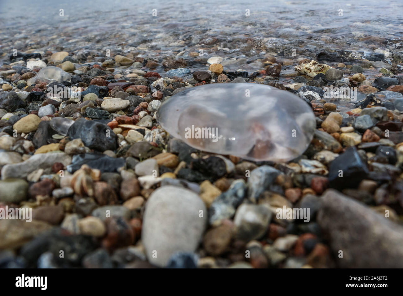 Quallen an der Ostseeküste (Kleiner Belt) ist in Brenderup, Fünen, Dänemark am 31. Juli 2019 © Michal Fludra/Alamy Live Nachrichten gesehen Stockfoto
