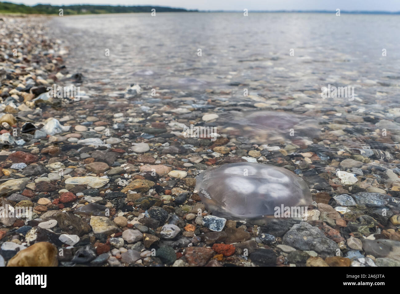 Quallen an der Ostseeküste (Kleiner Belt) ist in Brenderup, Fünen, Dänemark am 31. Juli 2019 © Michal Fludra/Alamy Live Nachrichten gesehen Stockfoto
