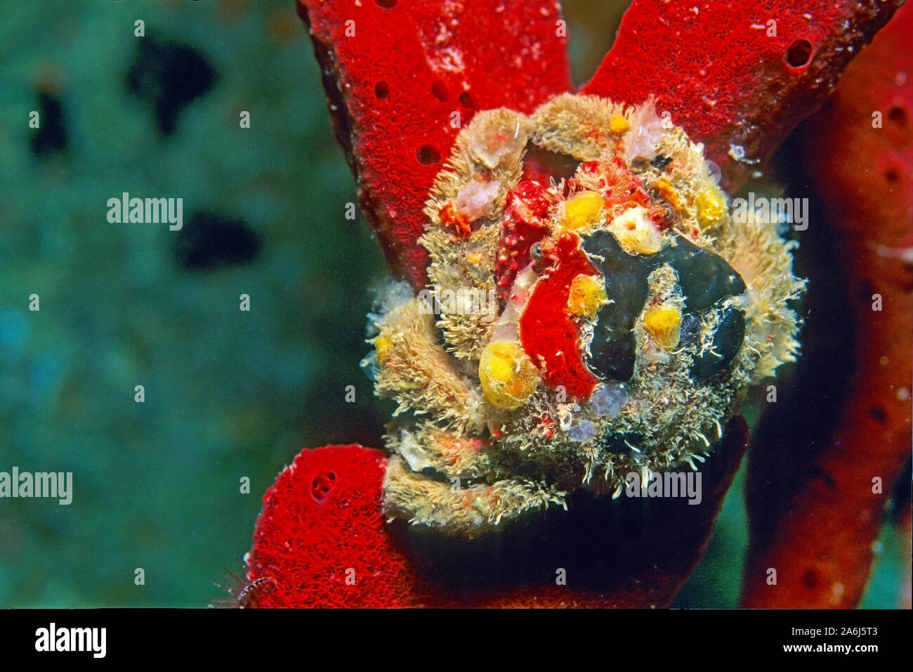 Kryptische Teardrop Crab (Pelia mutica) auf ein roter Schwamm, Bonaire, Niederländische Antillen, Antillen Stockfoto