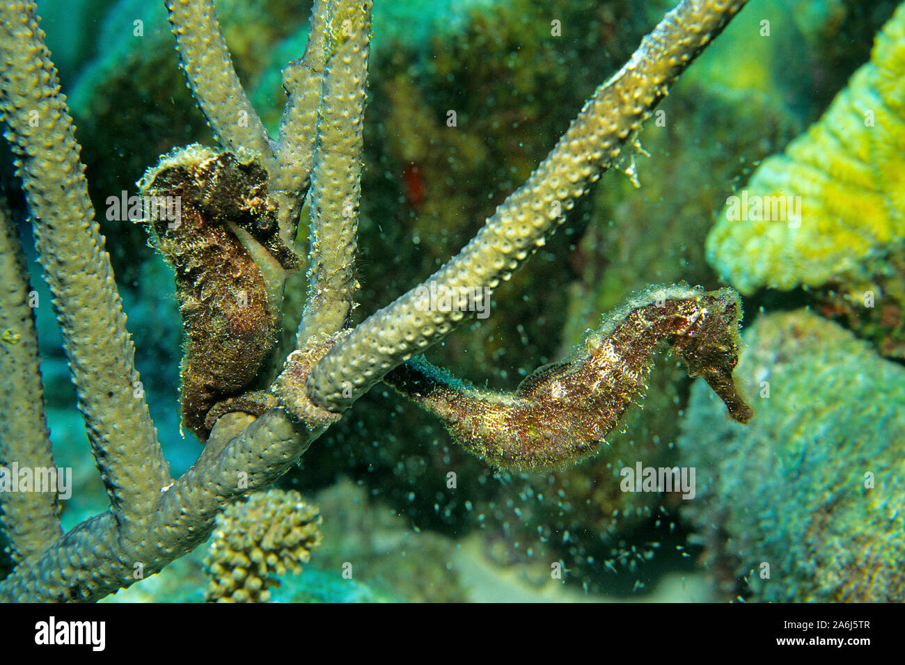 Longnose Seepferdchen (Hippocampus reidi) Holding auf Korallen, Bonaire, Niederländische Antillen, Karibik Stockfoto