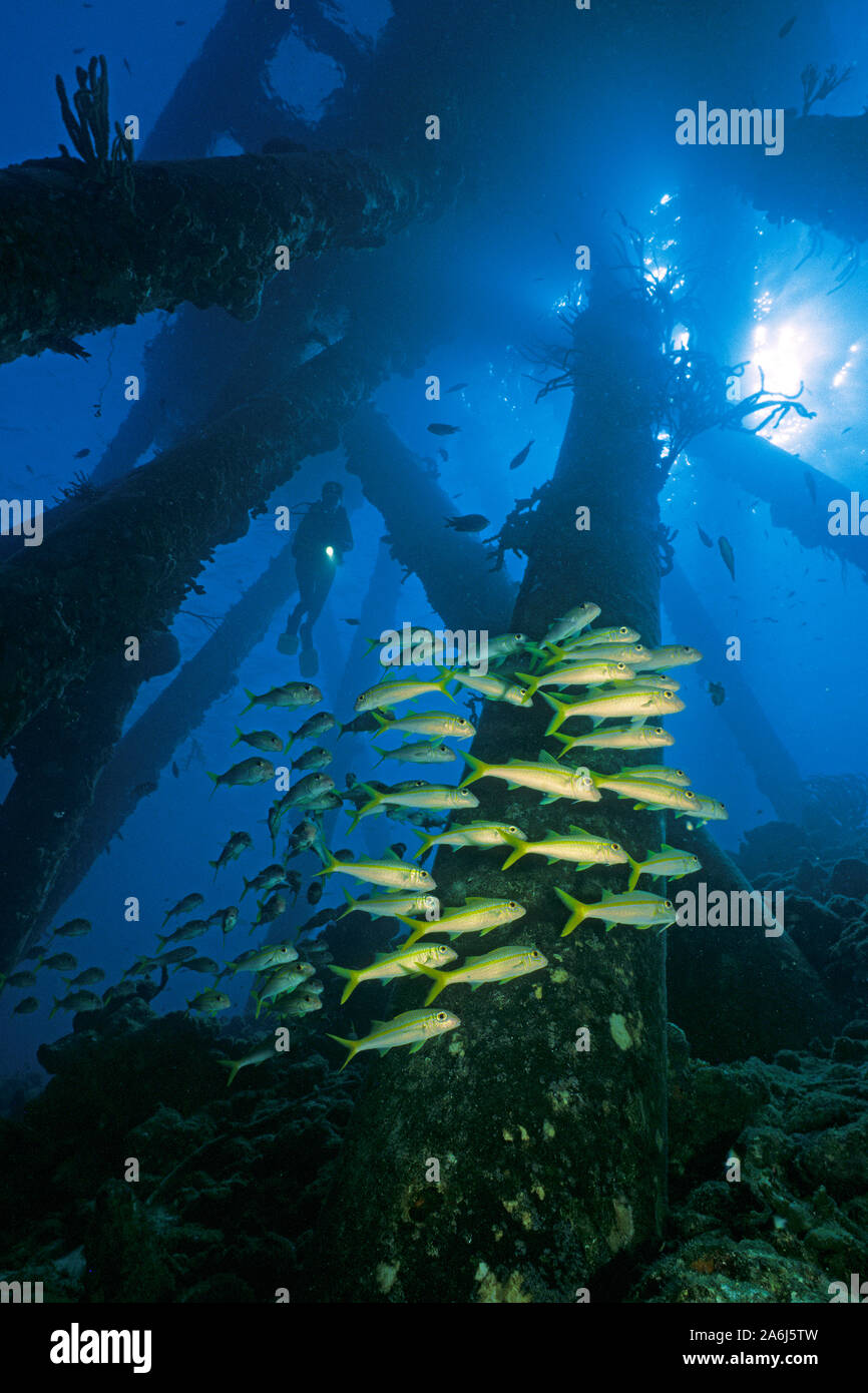 Scuba Diver unter dem Salt Pier von Cargill Salt Company, Gelb (Goatfishes Mulloidichthys martinicus), Bonaire, Niederländische Antillen Stockfoto