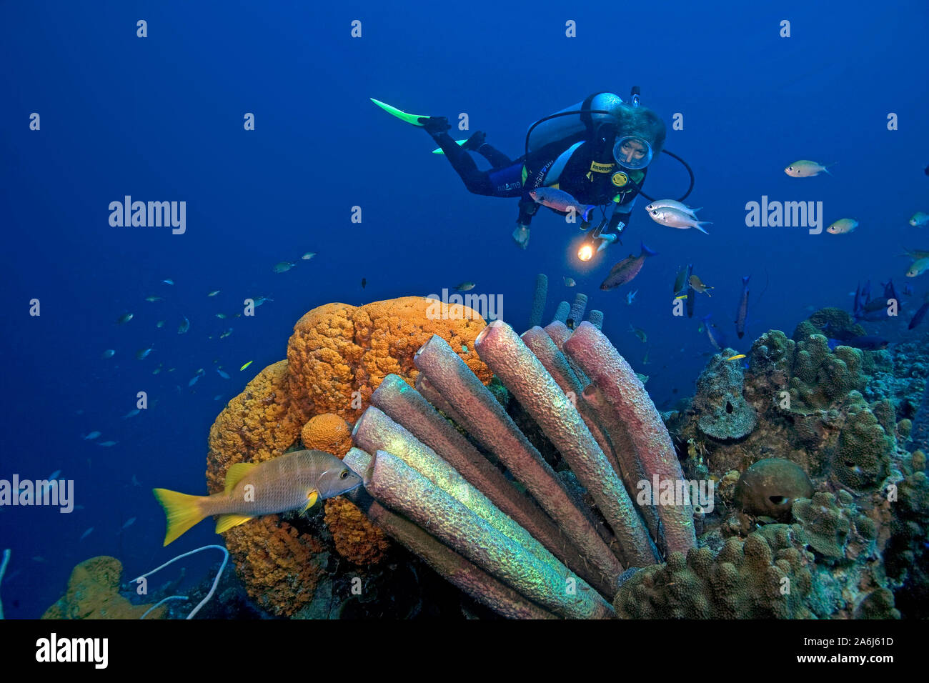 Reef Szene, Scuba Diver hinter einem Herd - Rohr Schwamm (Aplysina archeri) und Elephant ear sponch (Agelas clathrodes), Bonaire, Niederländische Antillen Stockfoto