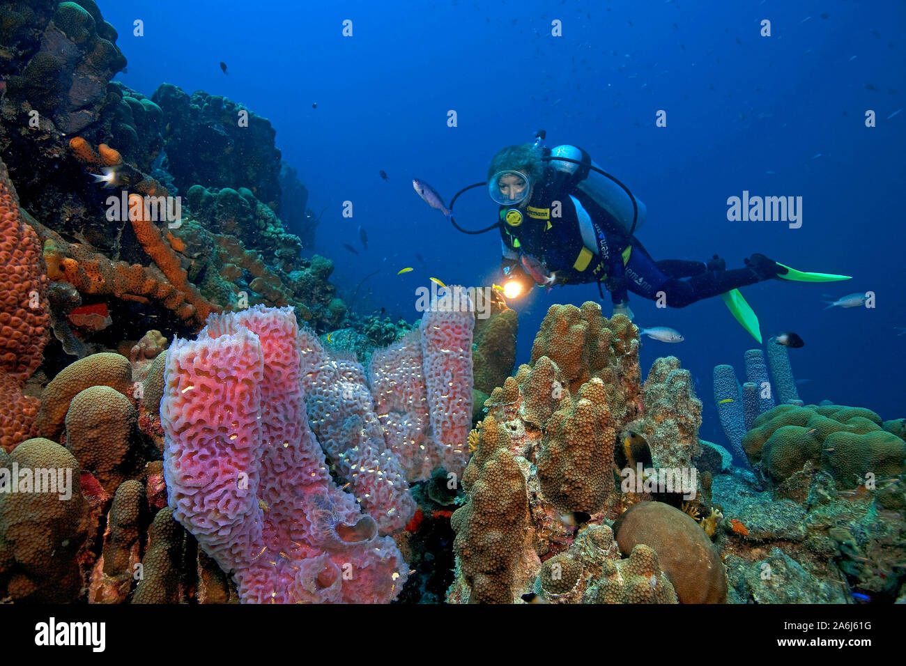 Scuba Diver in einem karibischen Korallenriffs, Azure vase Schwamm (Callyspongia plicifera), Bonaire, Niederländische Antillen Stockfoto