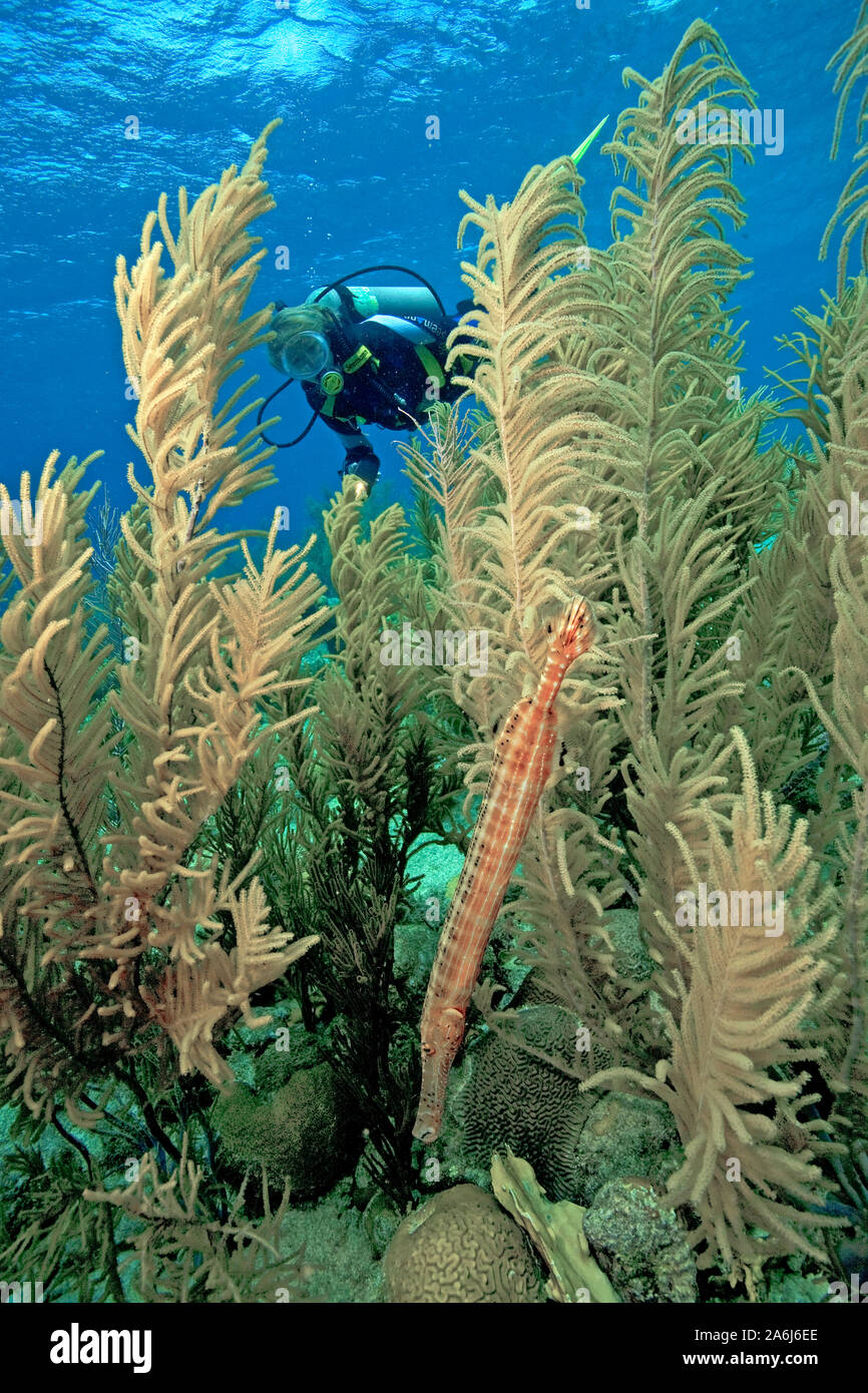 Scuba Diver entdecken Sie eine West Atlantik Trompetenfisch (Aulostomus maculatus) versteckt sich auf karibische Meer plumes (Pseudopterogorgia Acerosa), Bonaire Stockfoto
