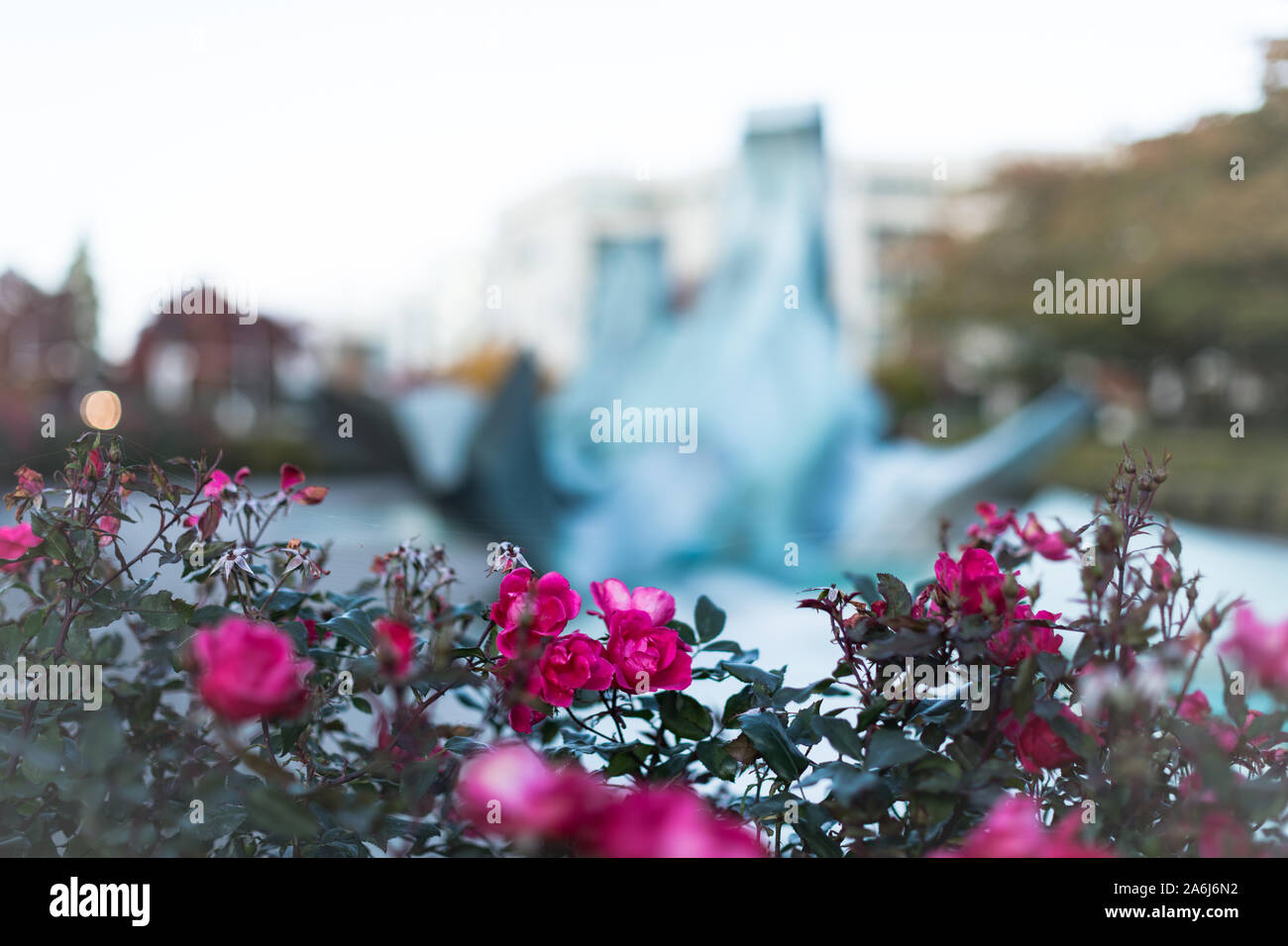 Rote Rosen blühen auf unscharfen Hintergrund im Herbst Park Stockfoto