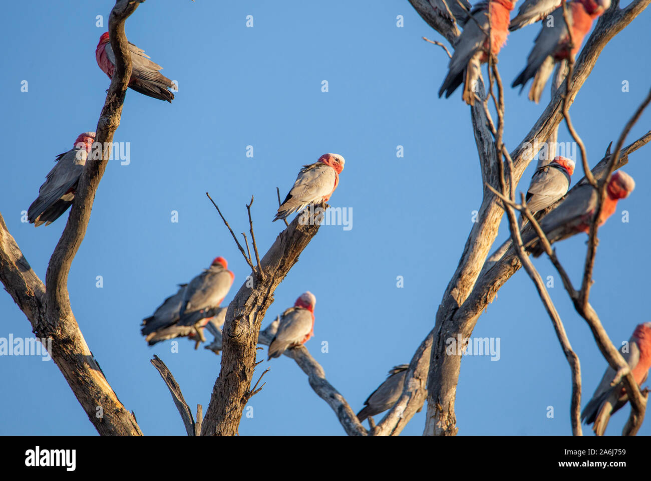 Rosakakadu (Eolophus Roseicapilla) Stockfoto