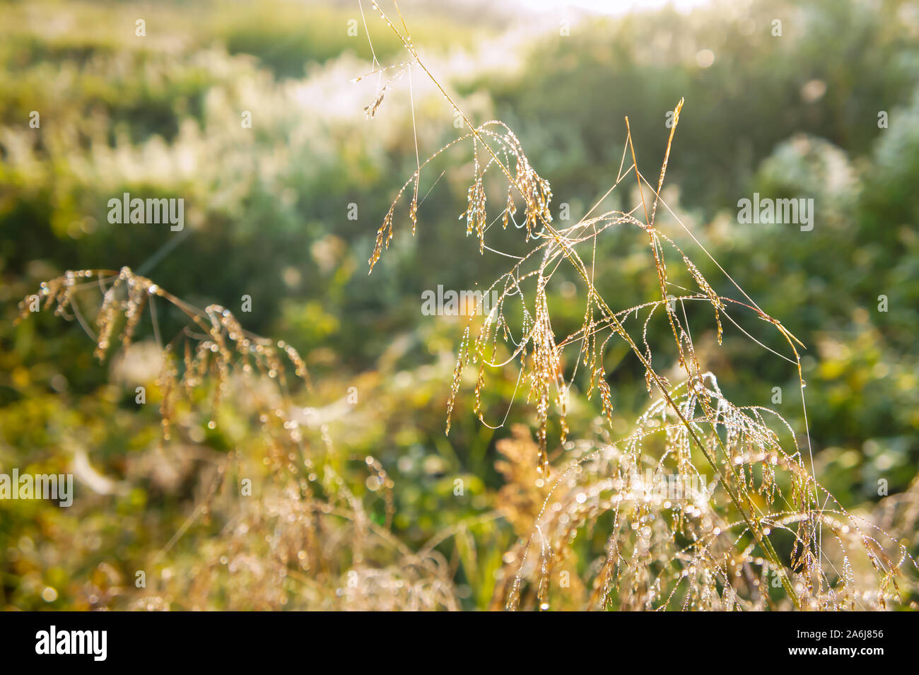 Tautropfen auf dem Gras, Morgentau und Sunrise Stockfoto