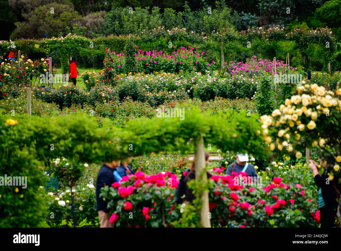Besucher genießen Frühling Rosen blühen, Victorian, Rosengarten, Werribee Park, Melbourne, Australien Stockfoto