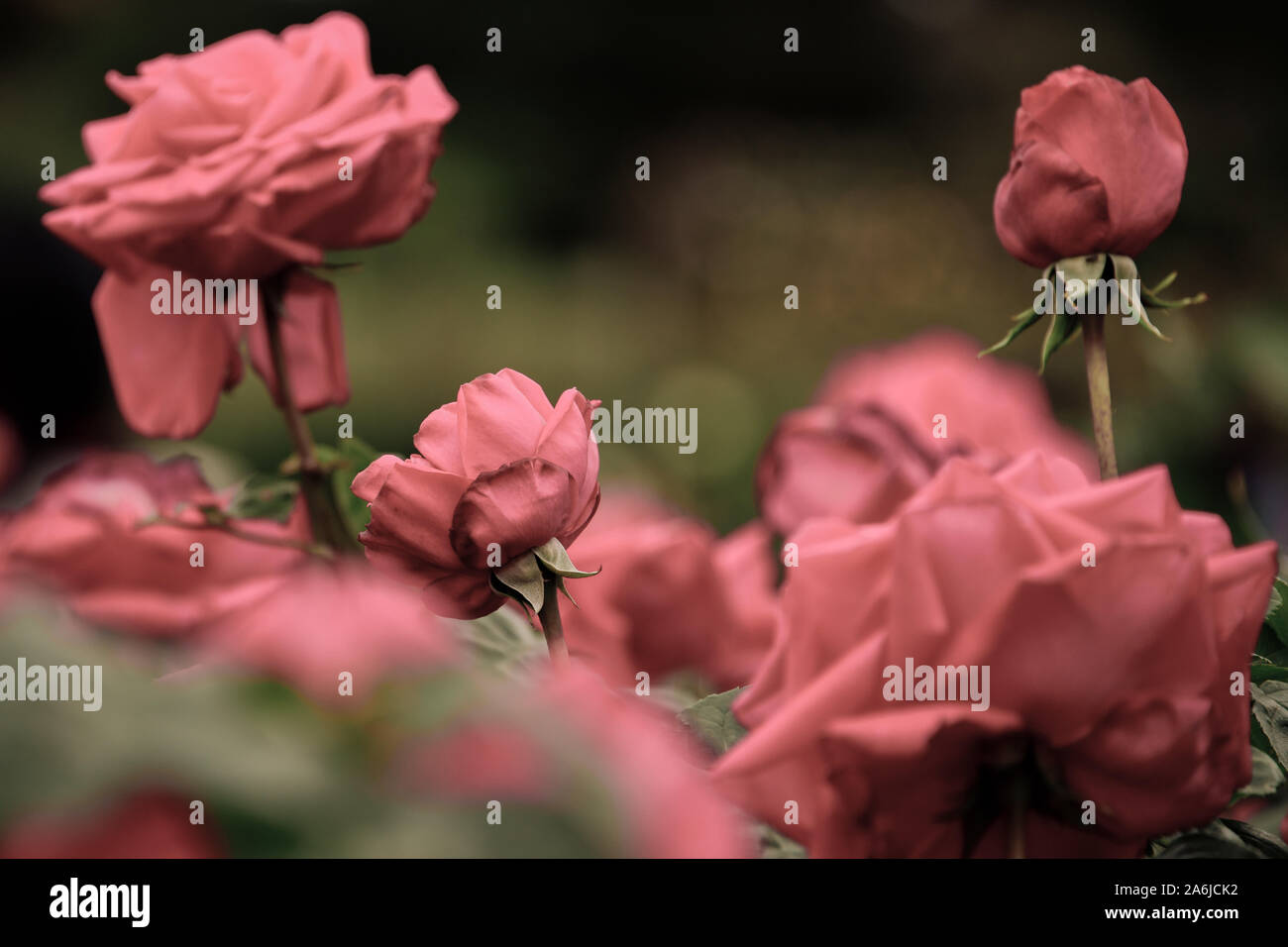 Rosa Rot Frühling Rosen blühen, Victorian, Rosengarten, Werribee Park, Melbourne, Australien Stockfoto