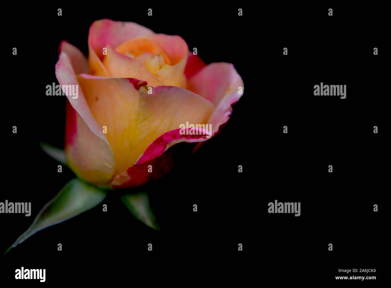 Rosa und Rote Feder Rose blüht, Victorian, Rosengarten, Werribee Park, Melbourne, Australien Stockfoto