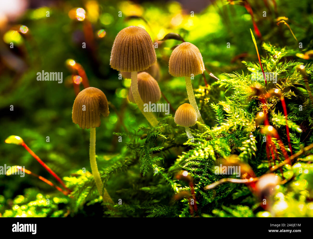 Büschel der Herbst Pilze Stockfoto