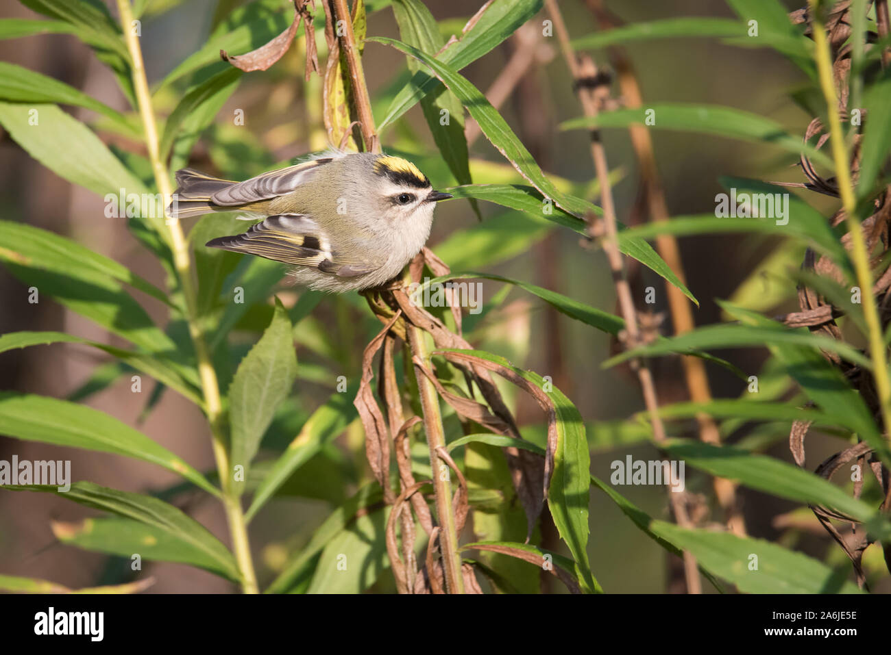 Eine goldene gekrönte Kinglet Grünfutter für eine Mahlzeit unter einigen Goldrute bei Toronto, Ontario beliebte Ashbridges Bay Park im Herbst Migration. Stockfoto