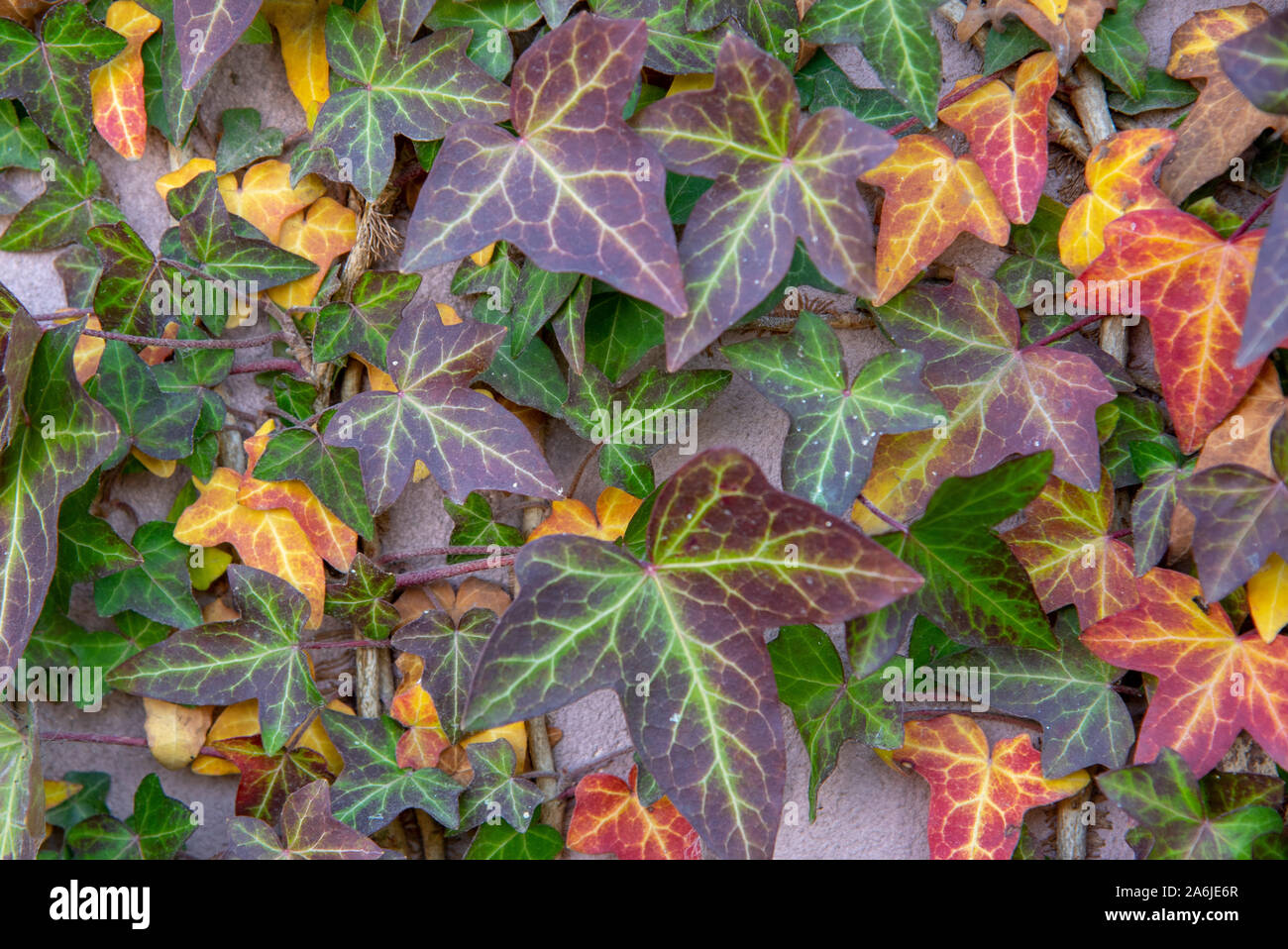 Floral background. Zweifarbiger Efeu locken entlang der rauhen Wand  Stockfotografie - Alamy