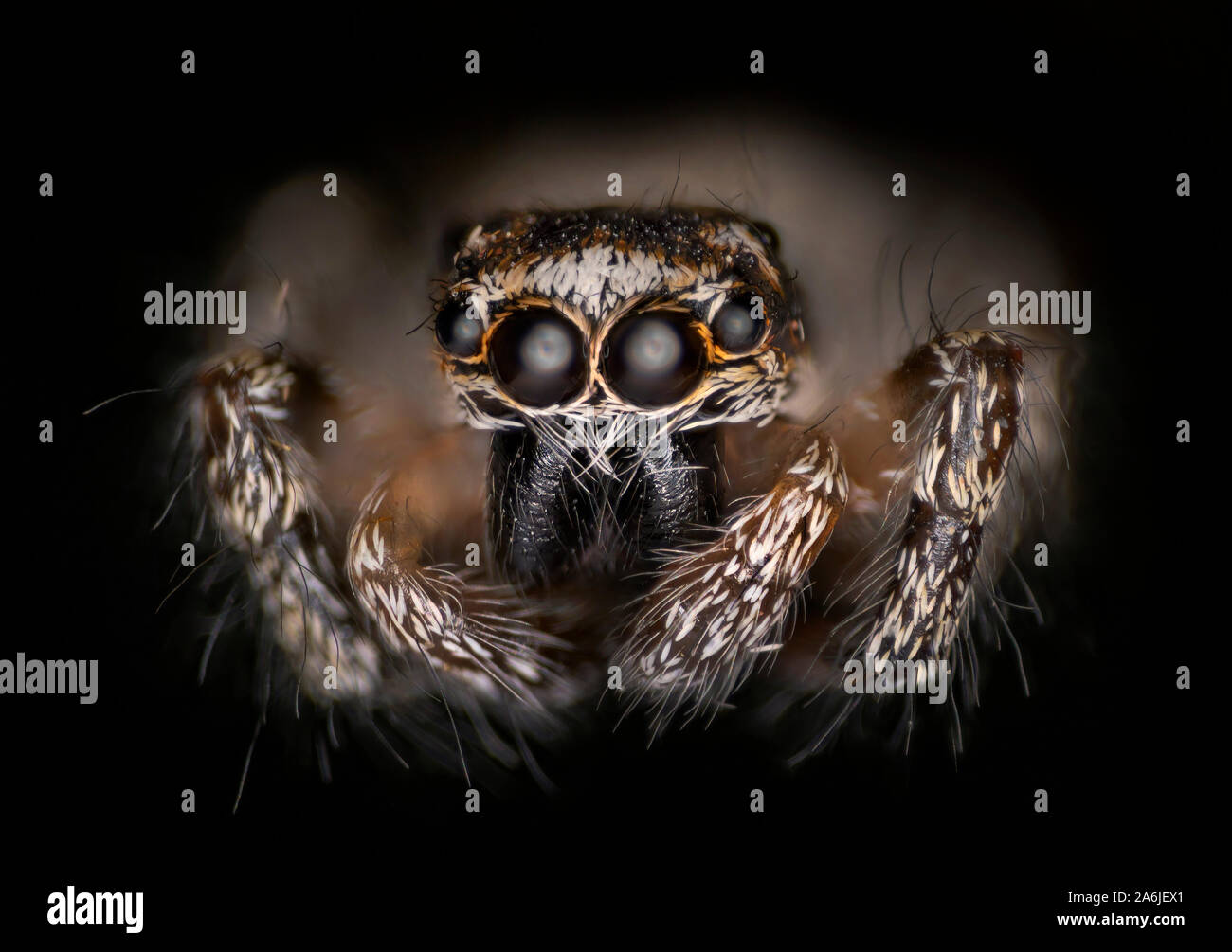 Zebra zurück Salticus scenicus) Spider (Hochformat. Stockfoto