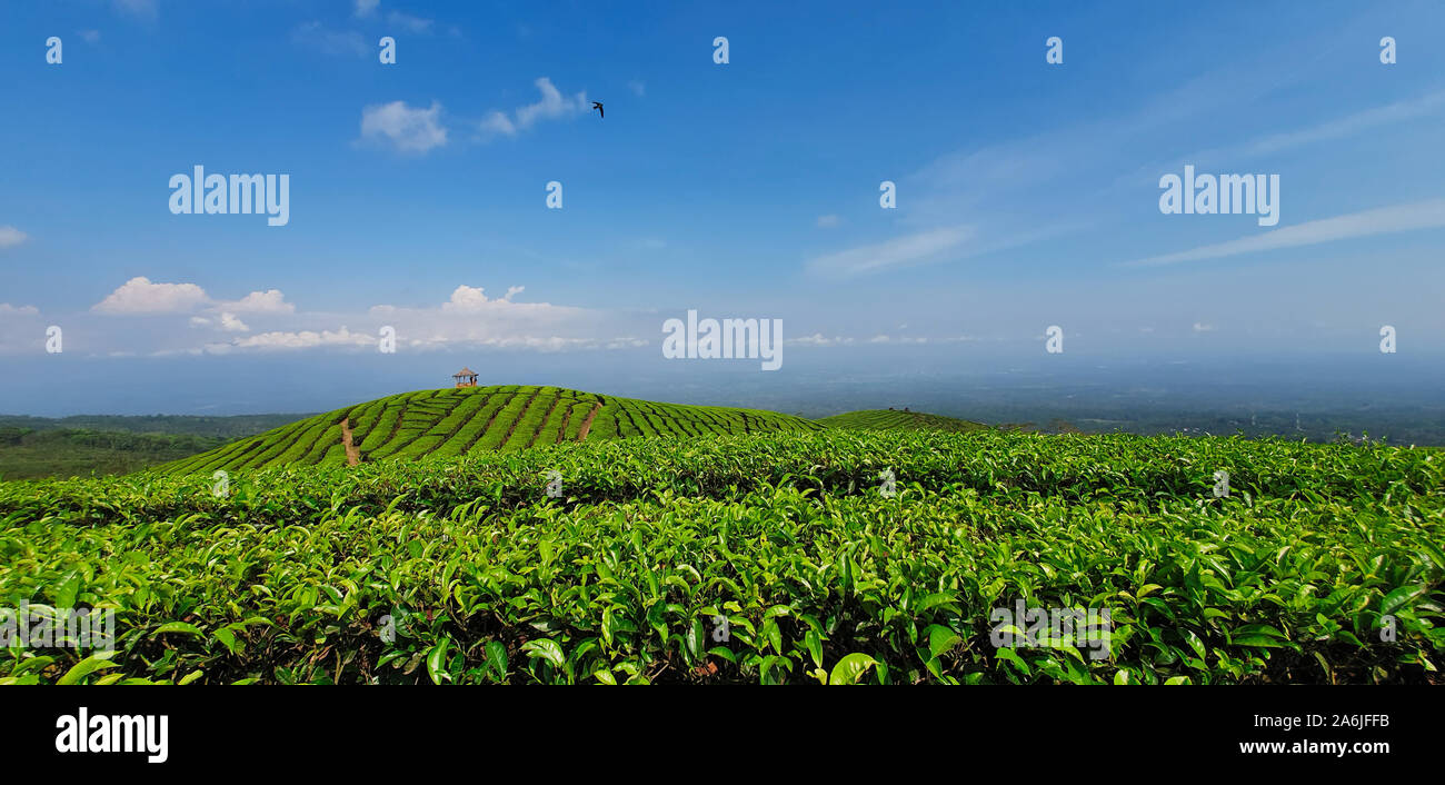 Schwarze Silhouetten von Menschen in Pavillon auf Hügel mit herrlicher Aussicht. Traditionelle Tee Plantage in den Bergen. Beliebter Ort, Reisen. Stockfoto