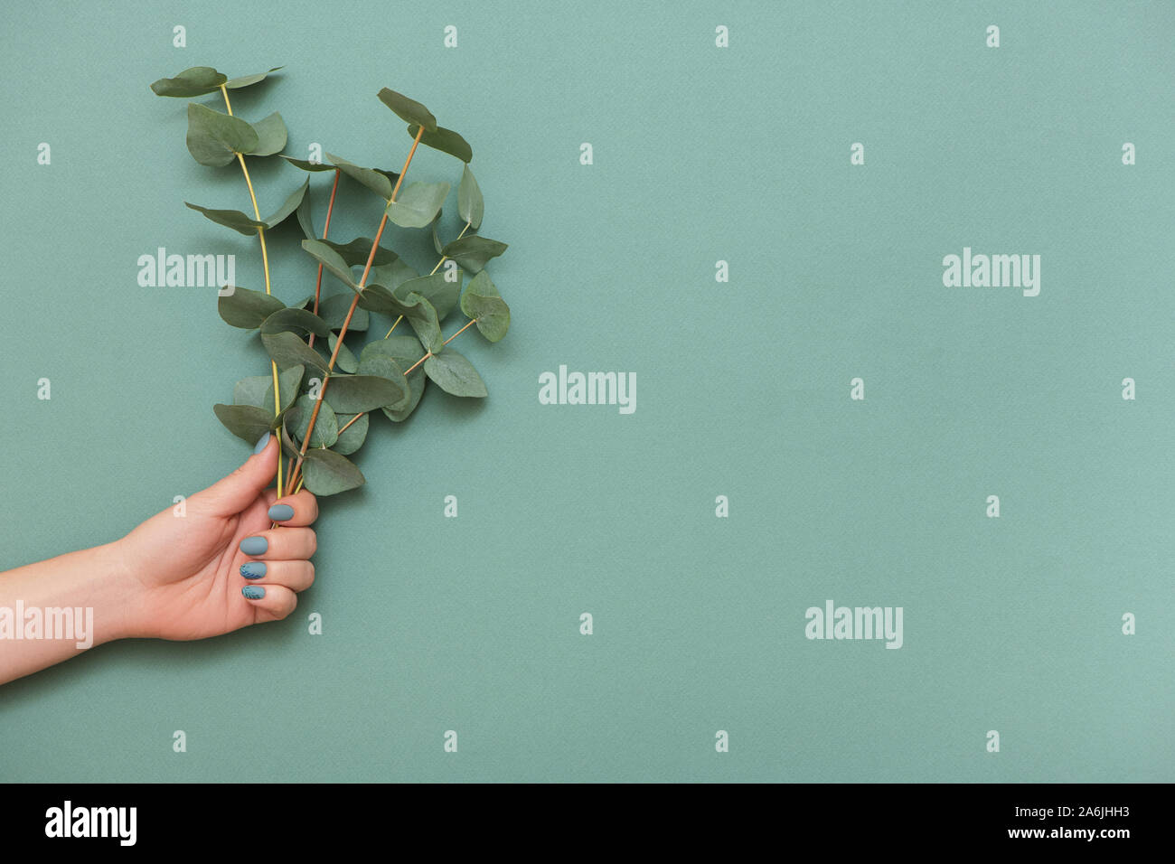 Weibliche hand mit trendigen Maniküre und Zweige von Eukalyptus auf grünem Hintergrund mit Kopie Raum. Stockfoto