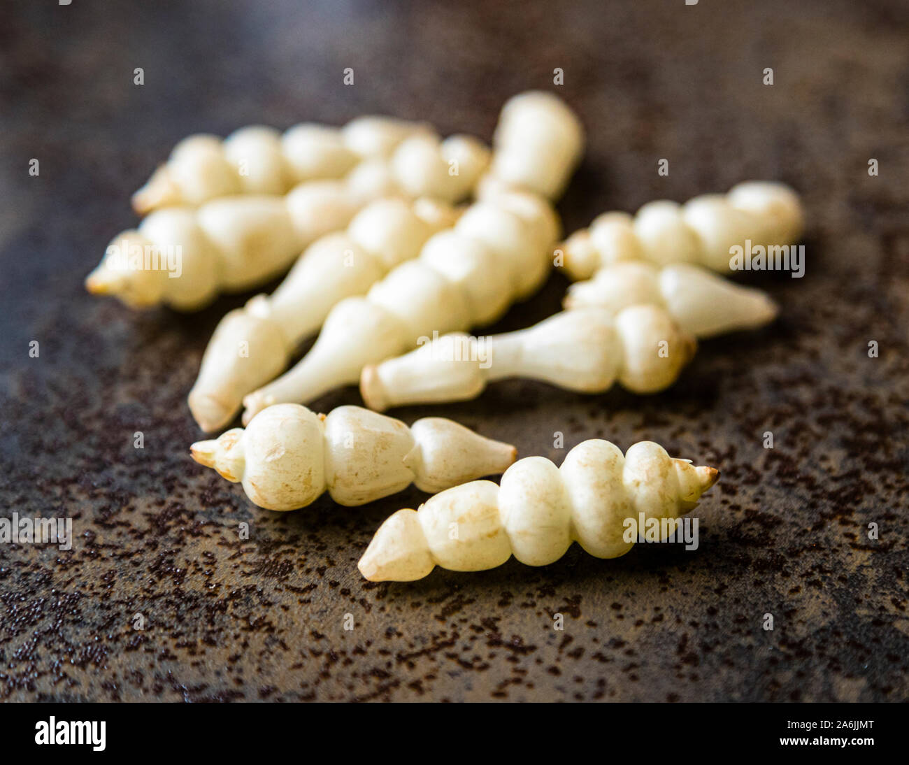 Mehrere Knollenwurzeln von Stachys affinis (Chinesischer Artischoke, Französisch: crosnes) liegen auf einer dunklen Oberfläche, fotografiert in Roscoff, Bretagne, Frankreich. Die kleinen, perlenartigen Knollen gelten in der französischen Küche als regionale Delikatesse. Stockfoto