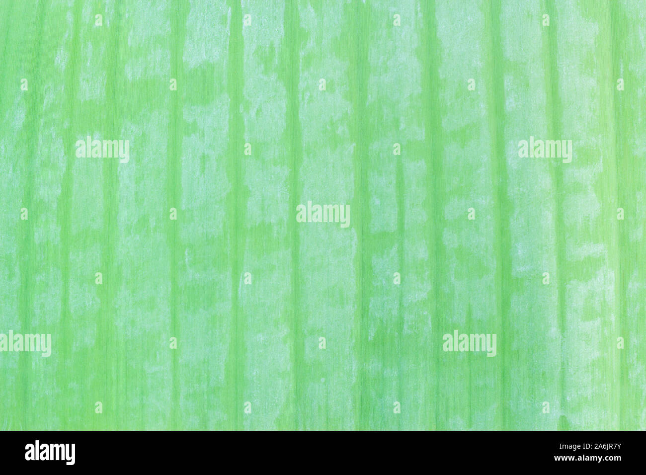 Natur Hintergrund Konzept auf closeup Textur von Banana leaf Stockfoto