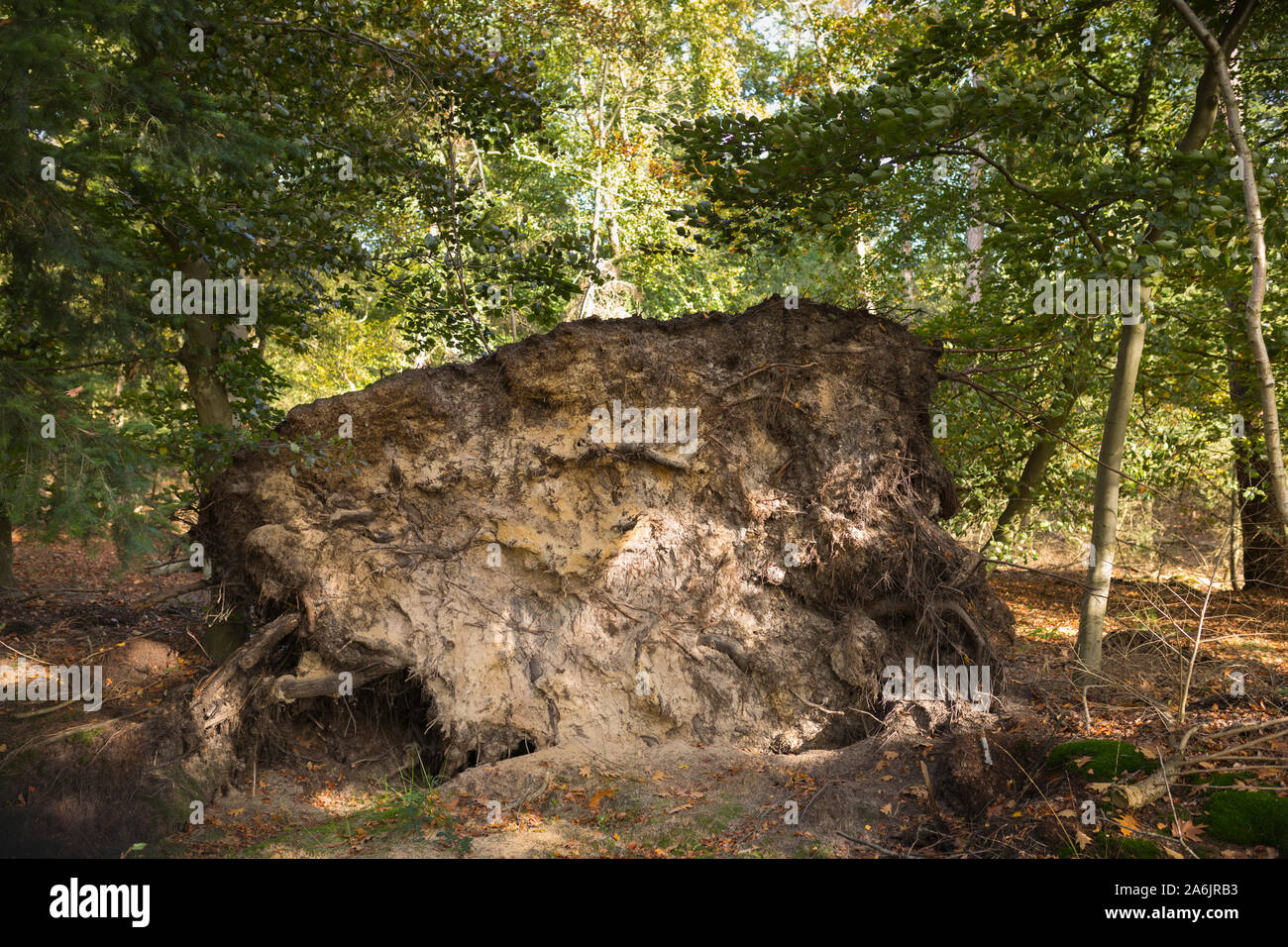 Wurzeln und Stamm eines umgefallenen Baumes aufgrund von Dürre und Sturm, der in einem Wald in den niederlanden liegt Stockfoto