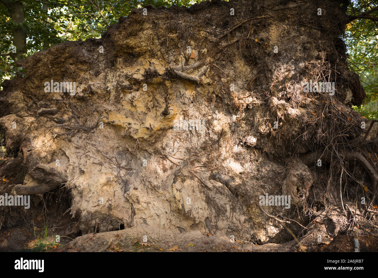 Wurzeln und Stamm eines umgefallenen Baumes aufgrund von Dürre und Sturm, der in einem Wald in den niederlanden liegt Stockfoto