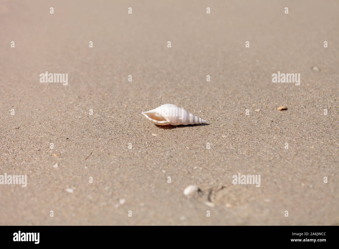 Weiß Tibia Tibia fusus Shell auf dem Sand am Strand. Stockfoto