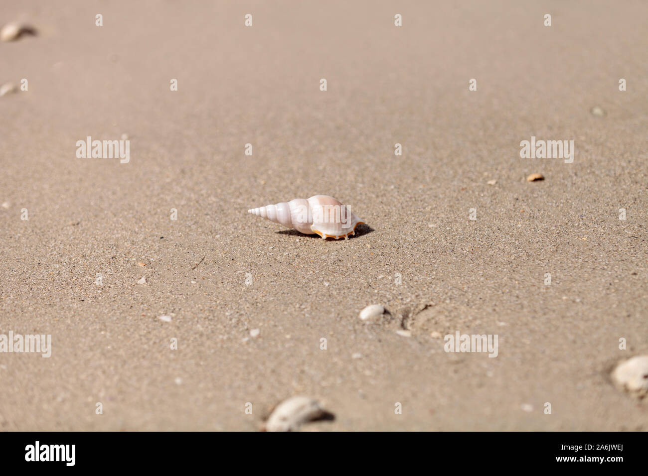 Weiß Tibia Tibia fusus Shell auf dem Sand am Strand. Stockfoto