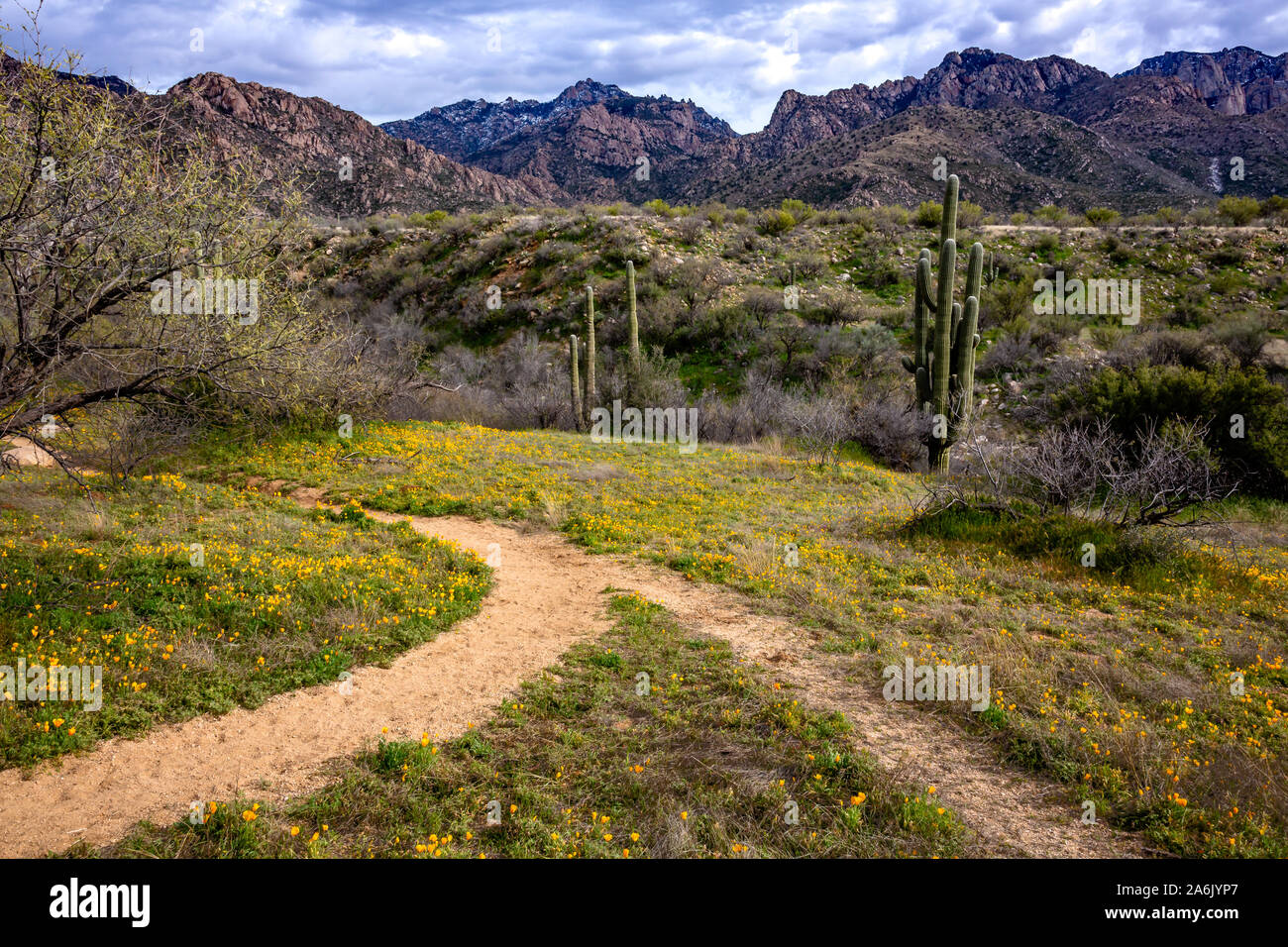 Schnittpunkt der Wege und der Übergang der Jahreszeiten. Catalina State Park in der Nähe von Tucson. Stockfoto