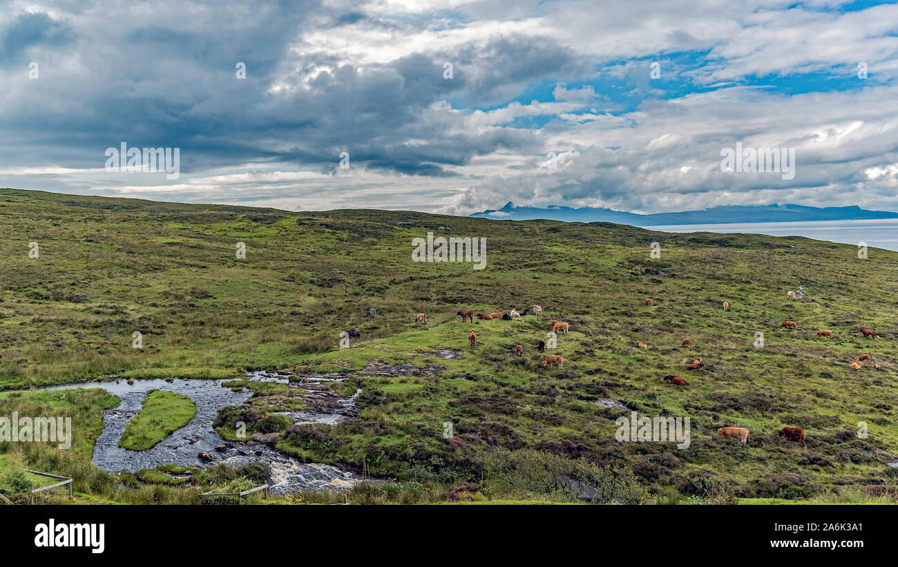 Elgol grasende Kühe, Isle of Skye Stockfoto