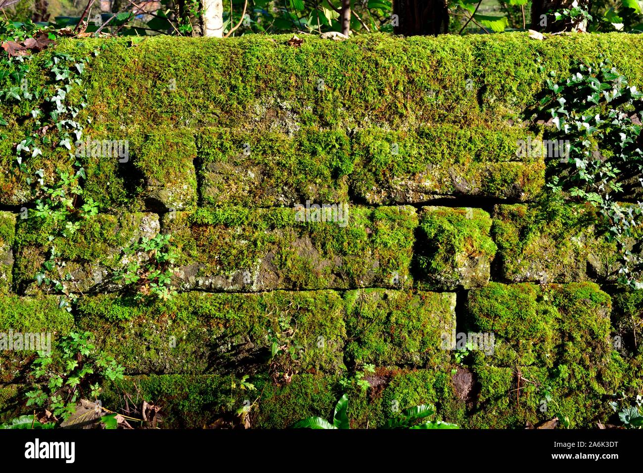 Steinmauer, in grün Moos bedeckt, Derbyshire, England, Großbritannien Stockfoto