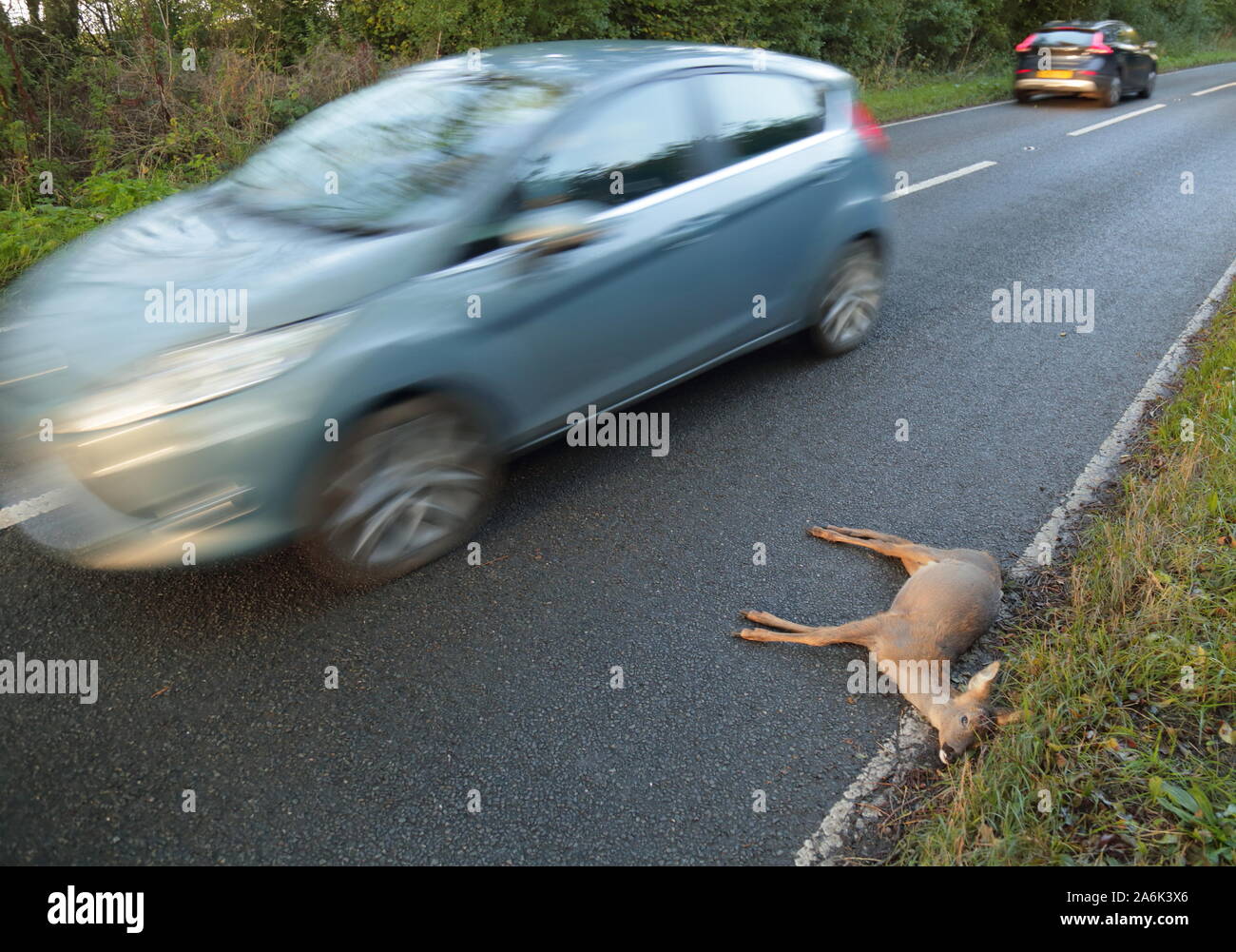 Tote Hirsche auf der Landstraße in Devon geschlagen vom Fahrzeug Stockfoto